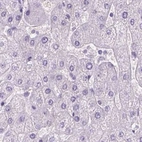Immunohistochemical staining of human liver using Anti-LGSN antibody HPA030957.