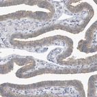 Immunohistochemical staining of human fallopian tube shows moderate cytoplasmic positivity in glandular cells.