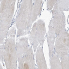 Immunohistochemical staining of human skeletal muscle shows negative to very weak cytoplasmic positivity in myocytes.