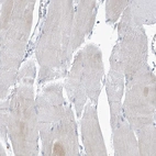 Immunohistochemical staining of human skeletal muscle shows negative to very weak cytoplasmic positivity in myocytes.