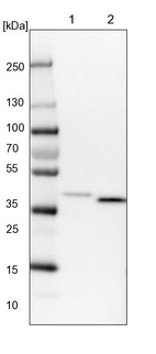 Lane 1: NIH-3T3 cell lysate (Mouse embryonic fibroblast cells)_br/_Lane 2: NBT-II cell lysate (Rat Wistar bladder tumour cells)