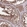 Anti-ZPR1 Antibody