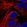 Anti-ZPR1 Antibody