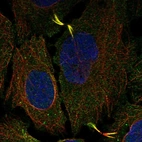 Immunofluorescent staining of human cell line U-2 OS shows localization to cytosol, microtubules & cytokinetic bridge.