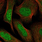 Immunofluorescent staining of human cell line U-2 OS shows localization to nucleoplasm.