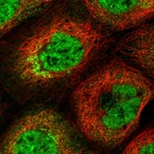 Immunofluorescent staining of human cell line A-431 shows localization to nuclear speckles, cytosol & the Golgi apparatus.