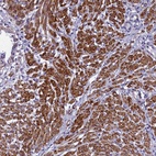 Anti-BCL2L13 Antibody