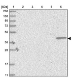 Anti-BCL2L13 Antibody