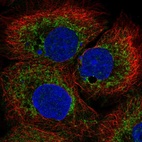 Immunofluorescent staining of human cell line HaCaT shows localization to mitochondria.