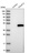 Anti-POLR1C Antibody