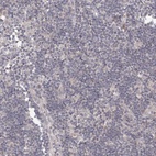 Immunohistochemical staining of human lymph node shows low expression as expected.