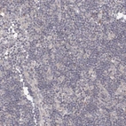 Immunohistochemical staining of human lymph node shows low expression as expected.