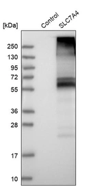 Western blot analysis in control (vector only transfected HEK293T lysate) and SLC7A4 over-expression lysate (Co-expressed with a C-terminal myc-DDK tag (~3.1 kDa) in mammalian HEK293T cells, LY401343).
