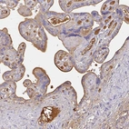Immunohistochemical staining of human placenta shows strong positivity in plasma.