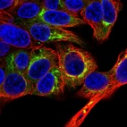 Immunofluorescent staining of human cell line Hep G2 shows localization to endoplasmic reticulum & the Golgi apparatus.