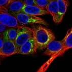 Immunofluorescent staining of human cell line Hep G2 shows localization to endoplasmic reticulum & the Golgi apparatus.