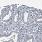 Immunohistochemical staining of human endometrium shows no membranous positivity in glandular cells.