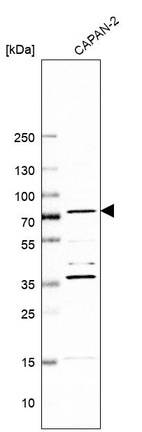Western blot analysis in human cell line CAPAN-2.