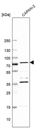 Western blot analysis in human cell line CAPAN-2.