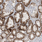 Anti-AOC1 Antibody