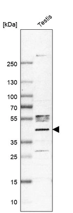 Western blot analysis in human testis tissue.