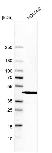 Anti-INPP5K Antibody