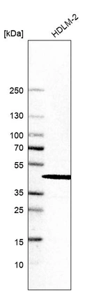 Anti-INPP5K Antibody
