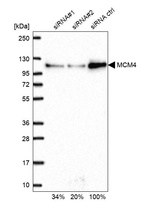 Anti-MCM4 Antibody