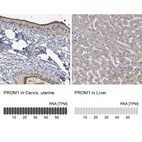 Anti-PROM1 Antibody