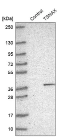 Western blot analysis in control (vector only transfected HEK293T lysate) and TSNAX over-expression lysate (Co-expressed with a C-terminal myc-DDK tag (~3.1 kDa) in mammalian HEK293T cells, LY416944).