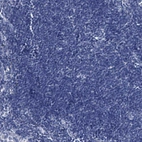 Immunohistochemical staining of human lymph node shows no positivity in non-germinal center cells as expected.