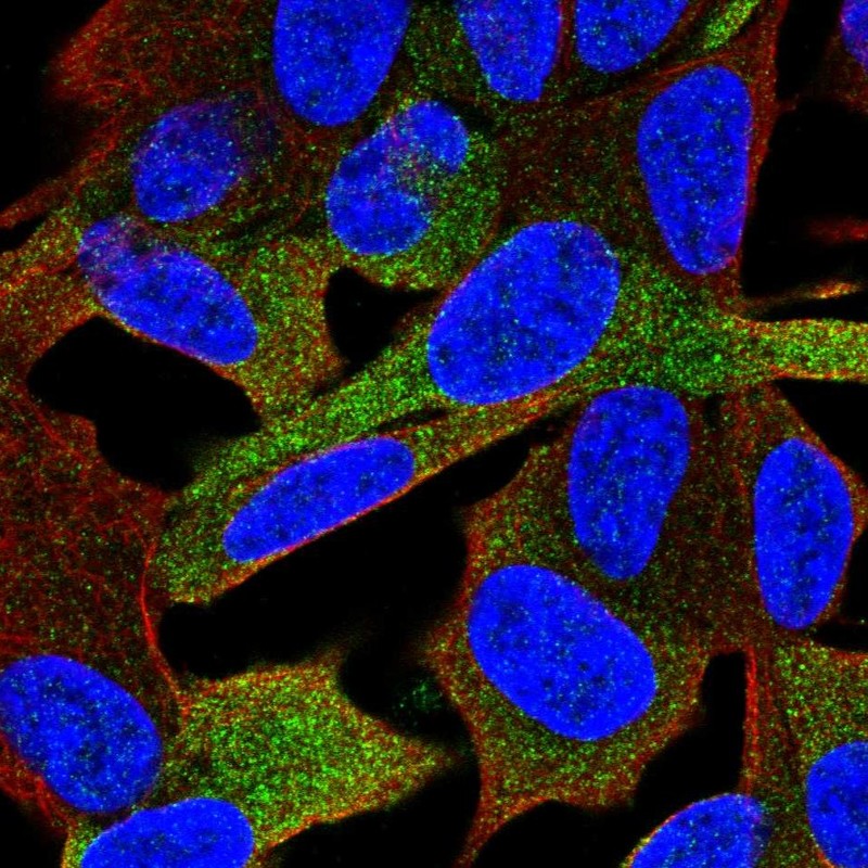 Anti-GPRASP1 Antibody
