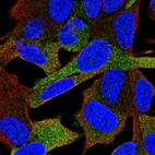 Anti-GPRASP1 Antibody