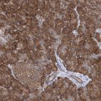 Immunohistochemical staining of human pancreas shows strong cytoplasmic positivity in exocrine glandular cells and moderate cytoplasmic positivity in endocrine glandular cells.