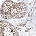 Immunohistochemical staining of human testis shows moderate cytoplasmic positivity in cells in seminiferous ducts and leydig cells.