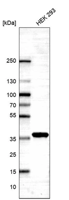Western blot analysis in human cell line HEK 293.