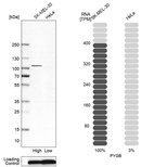 Western blot analysis in human cell line SK-MEL-30 and human cell line HeLa.