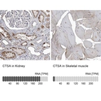Anti-CTSA Antibody