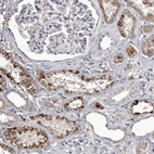 Immunohistochemical staining of human kidney shows moderate to strong granular cytoplasmic positivity in cells in tubules.