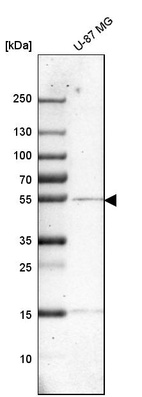 Western blot analysis in human cell line U-87 MG.