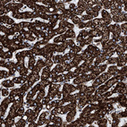 Anti-ATP5J Antibody