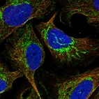 Immunofluorescent staining of human cell line U-2 OS shows localization to mitochondria.