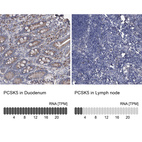 Anti-PCSK5 Antibody
