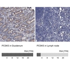 Anti-PCSK5 Antibody