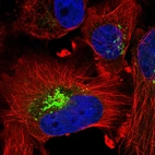 Immunofluorescent staining of human cell line U-251 MG shows localization to the Golgi apparatus.