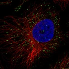 Immunofluorescence staining in HeLa cell line with Anti-ABCD3 monoclonal antibody, showing specific staining of peroxisomes in green. Microtubule- and nuclear probes are visualized in red and blue respectively (where available).