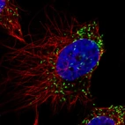 Immunofluorescence staining in U251 cell line with Anti-ABCD3 monoclonal antibody, showing specific staining of peroxisomes in green. Microtubule- and nuclear probes are visualized in red and blue respectively (where available).