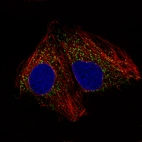 Immunofluorescence staining of CACO-2 cells using the Anti-ACAA1 monoclonal antibody, showing specific staining in peroxisomes in green. Microtubule- and nuclear probes are visualized in red and blue, respectively (where available).