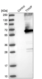 Western blot analysis in control (vector only transfected HEK293T lysate) and TXNIP over-expression lysate (Co-expressed with a C-terminal myc-DDK tag (~3.1 kDa) in mammalian HEK293T cells, LY401945).
