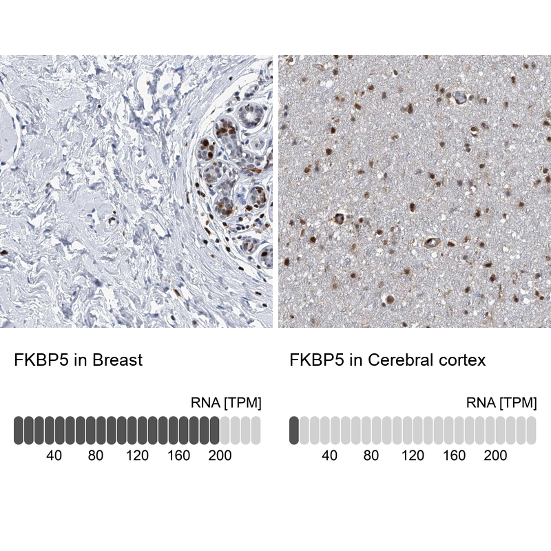 Anti-FKBP5 Antibody